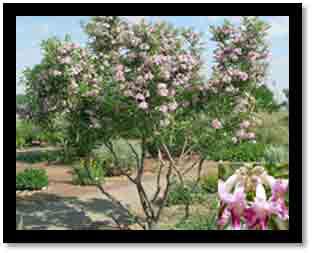 Desert Willow